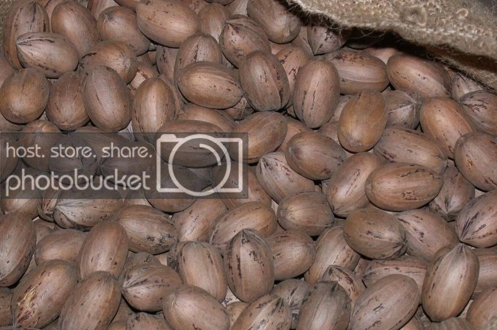 pecans.jpg
