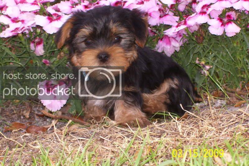 puppies072.jpg