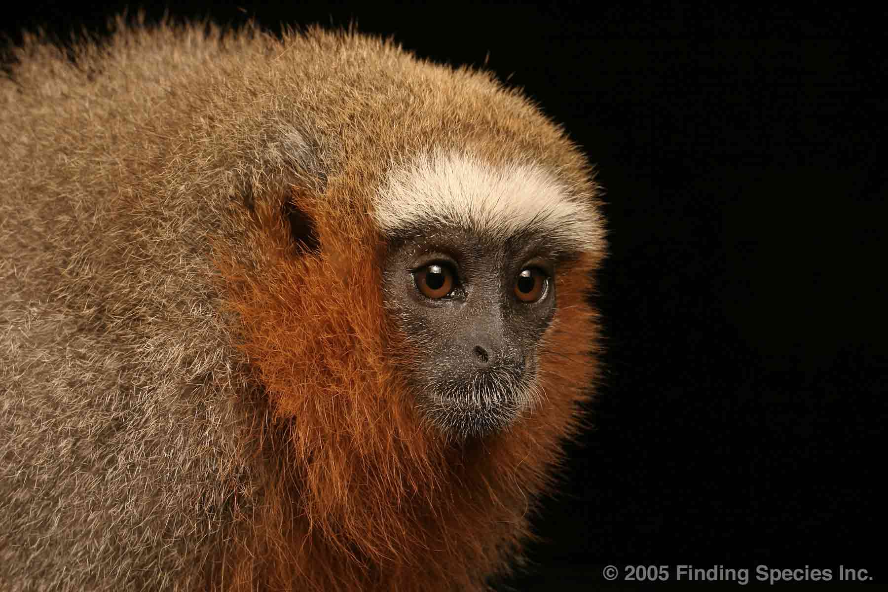 Red-Titi-Monkey.jpg