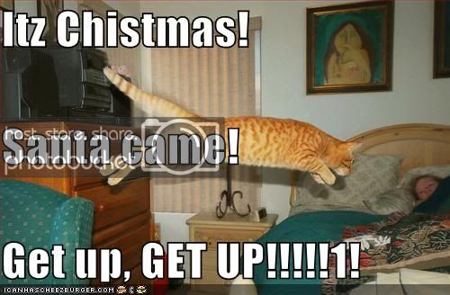 funny-pictures-christmas-cat-wakeup.jpg