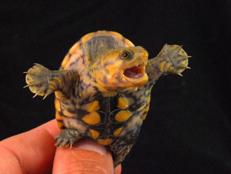 Claudius_B_in_hand.jpg