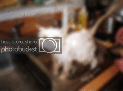 cat.gif