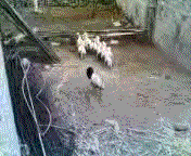 wtf_gifs_18.gif