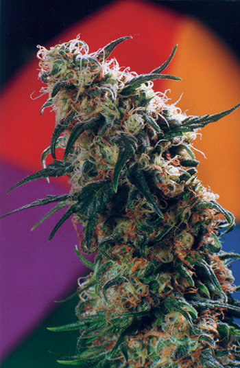 ganja.jpg