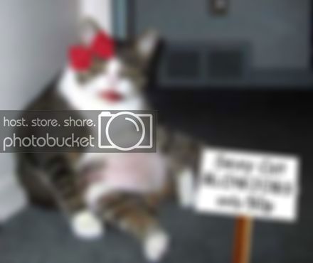 sexy-cat.jpg