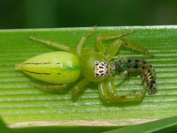 Green%20Jumping%20Spider%20-%20Mopsus%20mormon.jpg