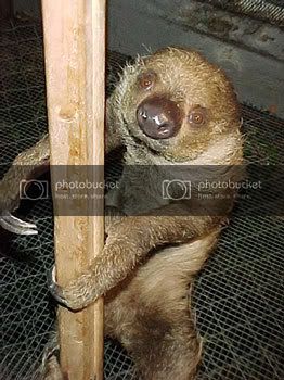 sloth-1.jpg