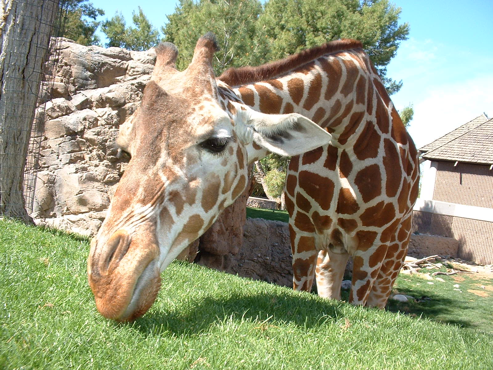 giraffe_full.jpg