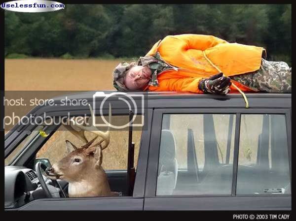 Deer.jpg