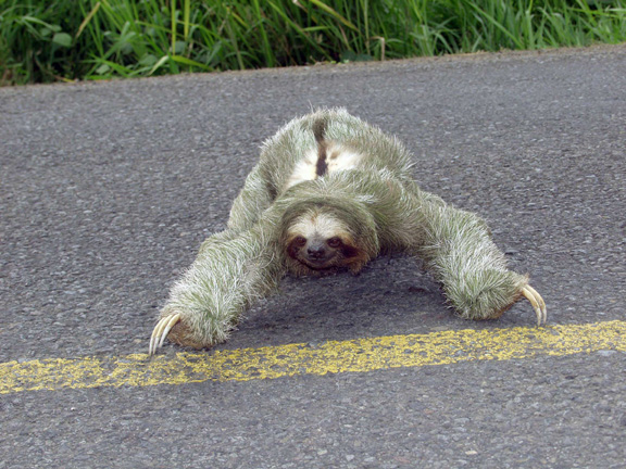 sloth4.jpg