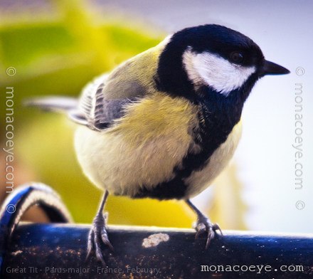 parus_major_great_tit_01.jpg