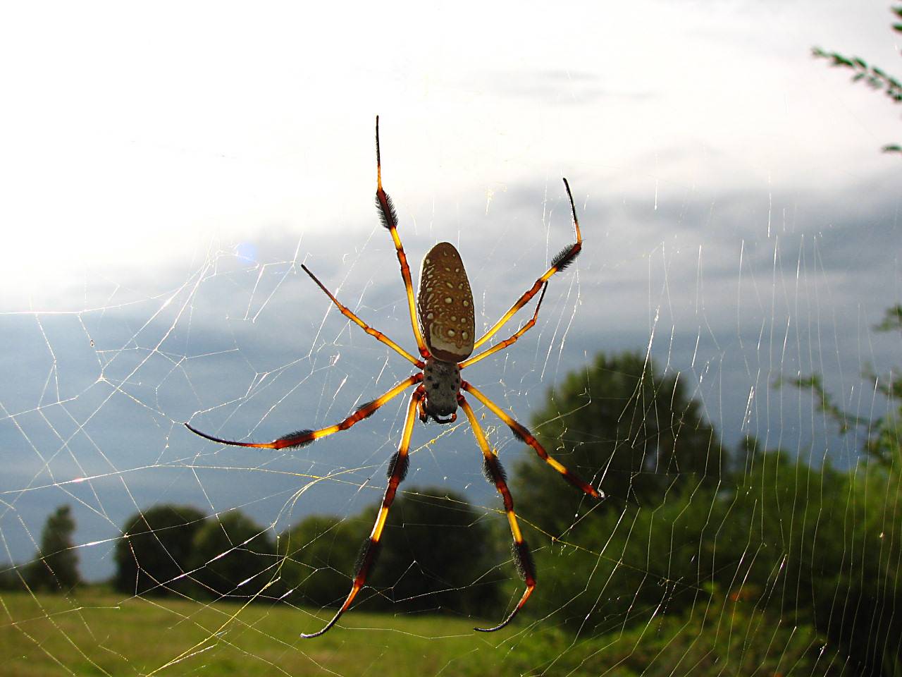 banana_spider.jpg