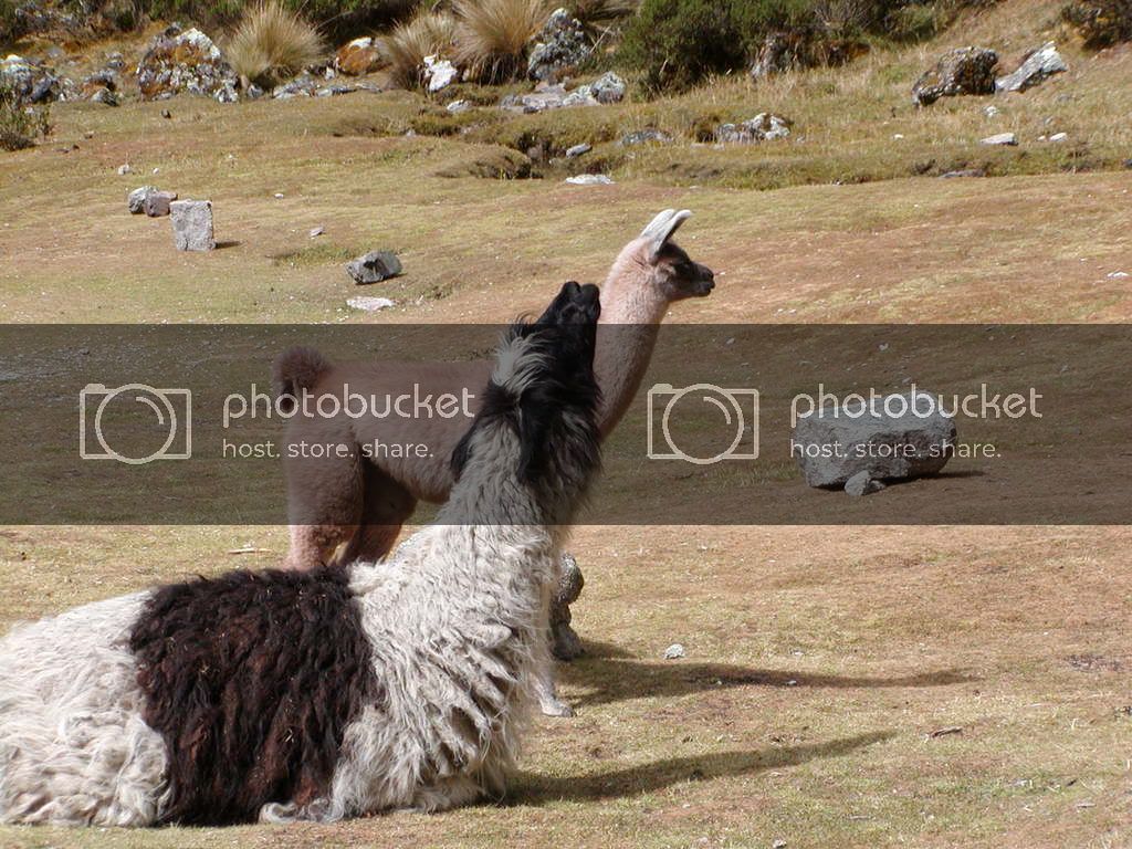 AlpaccaandaLLama-1.jpg