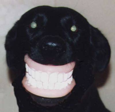 dogdentures.jpg