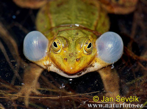 pool-frog--rana-lessonae-2.jpg