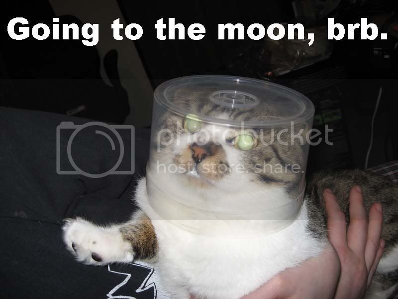 catmoon.jpg