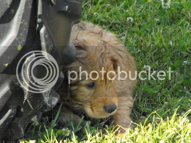 2008_0702ChewieandMe0004.jpg