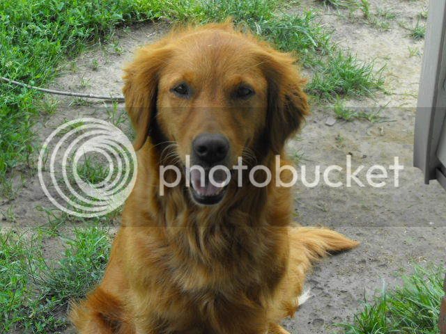2008_0626Dogs0002.jpg