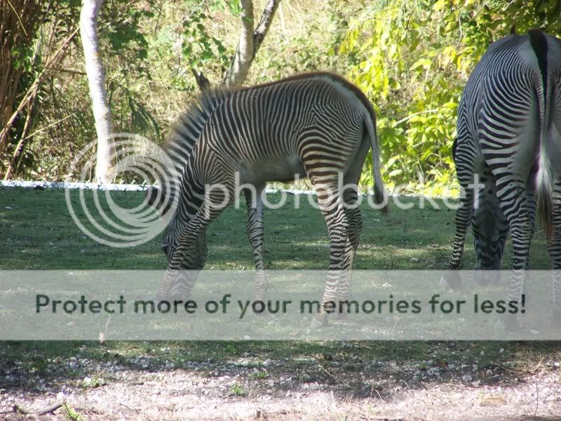 zoo047.jpg