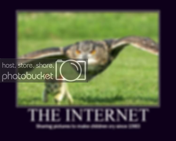 internetKittenOwl.jpg