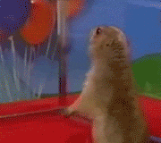tumblr_mcfb858Vr91rwolbx.gif