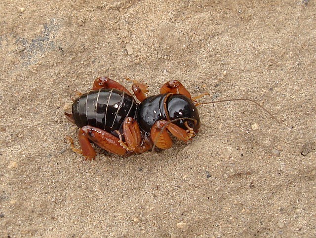 jerusalem-cricket-stenopelmatus-species.jpg