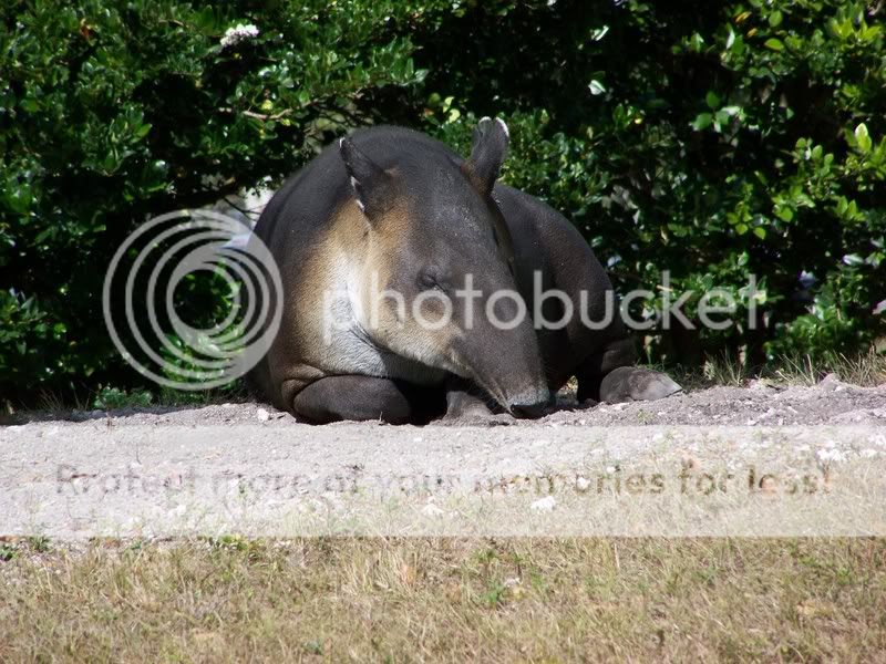 zoo055.jpg