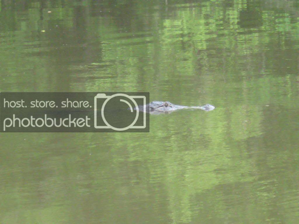 gator004.jpg