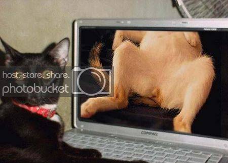 KittyPorn.jpg