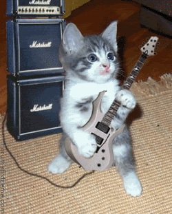 fAn_GuitarKitten.gif