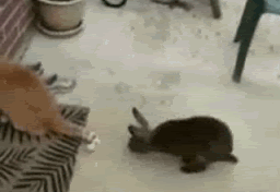 rabbitrapecat.gif