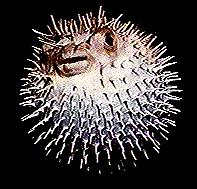 blowfish.jpg
