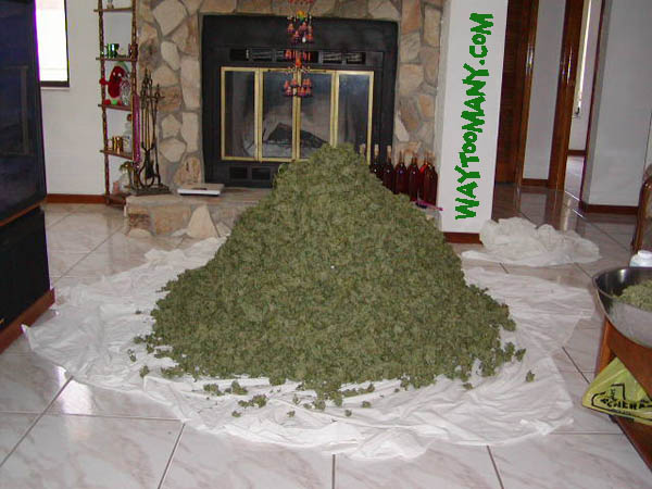 ton-of-weed.jpg