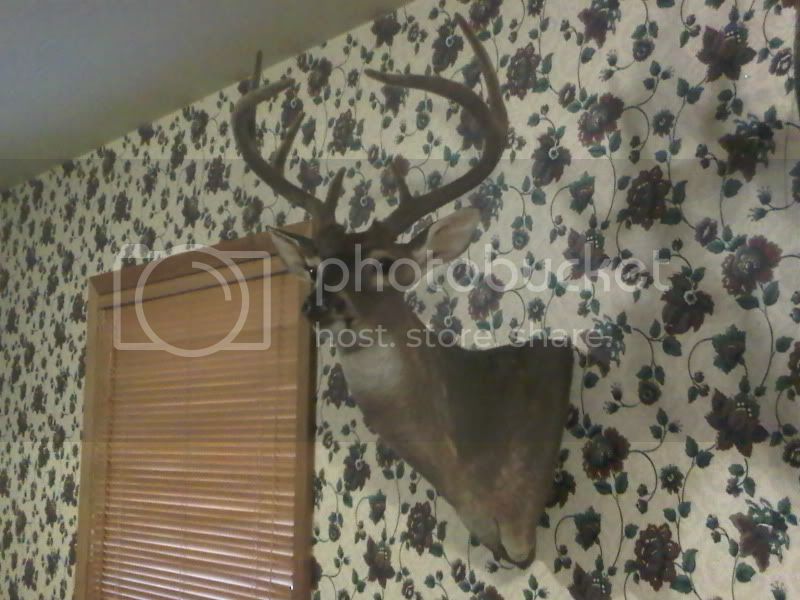 deer2.jpg