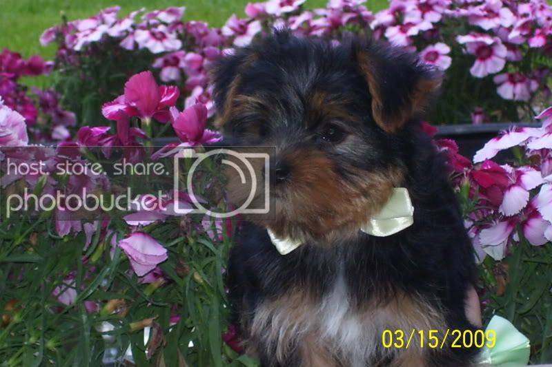 puppies019.jpg