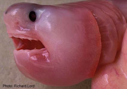 porbeagle_embry_head-36-52.jpg