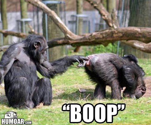 monkey-boop.jpg