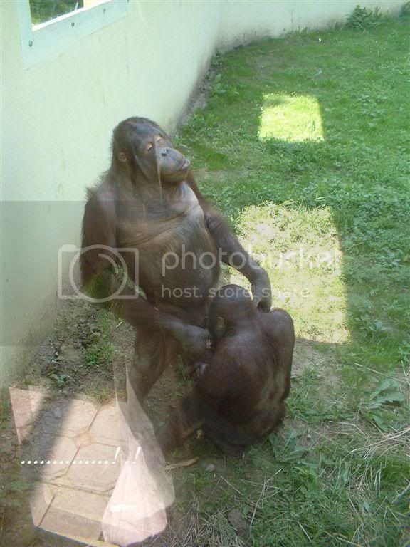chimpbj.jpg