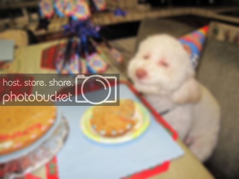 puppylol.jpg