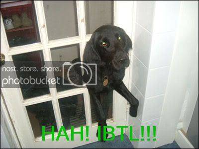 IBTL-Dog.jpg