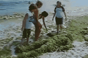 1280917757_pedobear-on-the-beach.gif