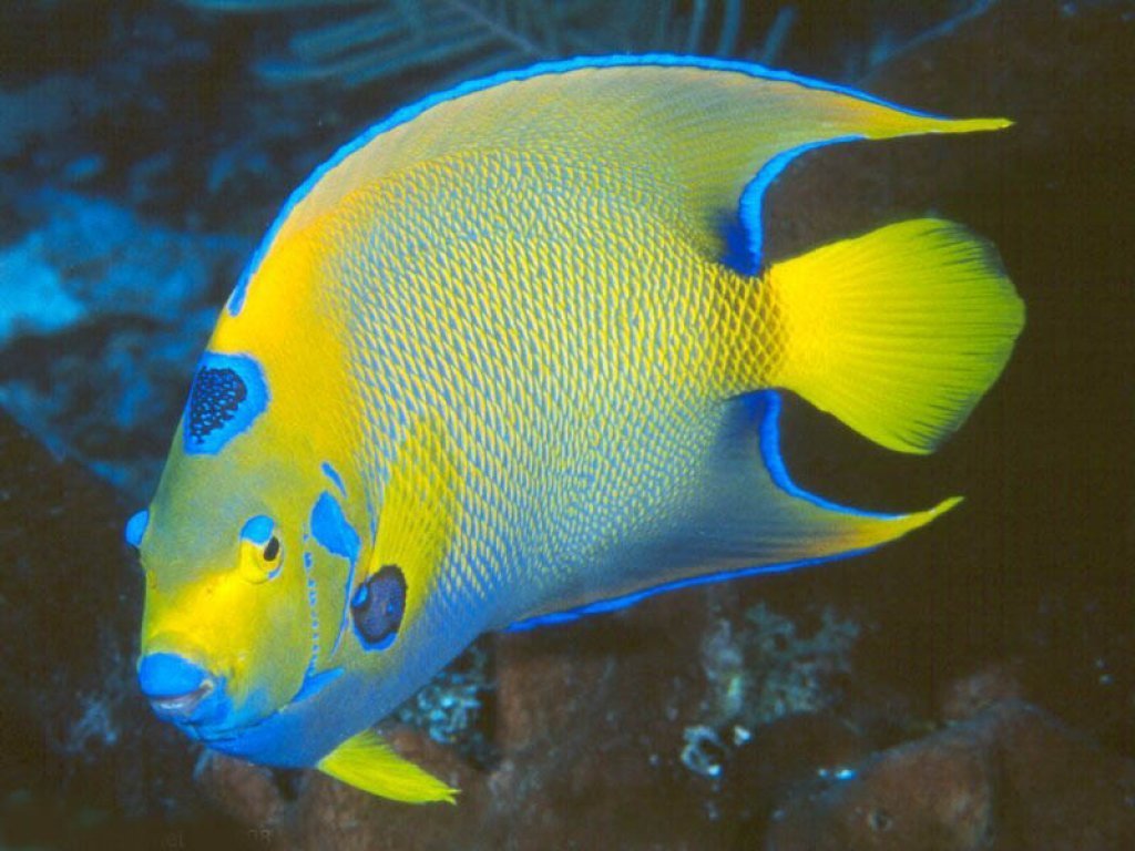 fish-1.jpg