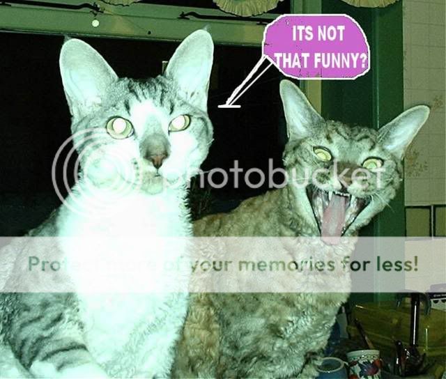 Cats20-20Its20not20that20funny.jpg