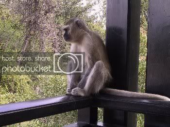 MonkeyOnPorchw.jpg