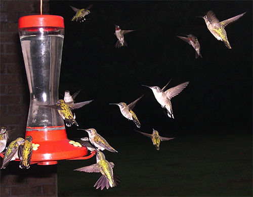 RTHUSwarmAtFeeder01.jpg