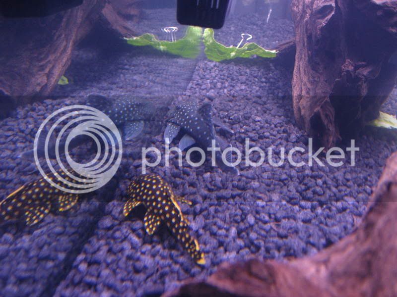 plecos004.jpg