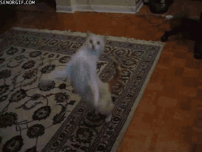 cats_14.gif