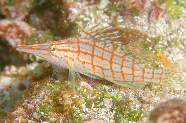 Long-nose_Hawkfish.jpg