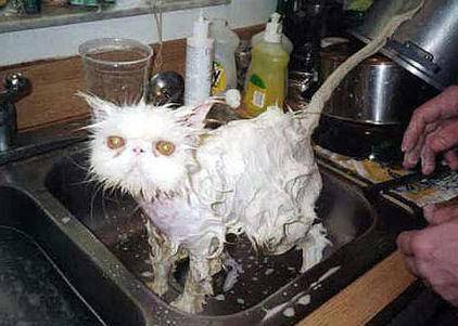 wet-cat.jpg
