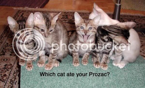 drugcats.jpg